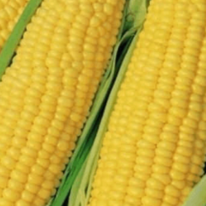 Trucker’s Favorite – OP-RE – Yellow