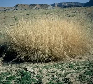 Alkali Sacaton