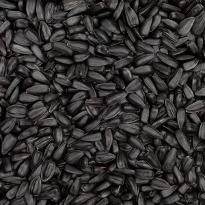 Black Oil Sunflowers