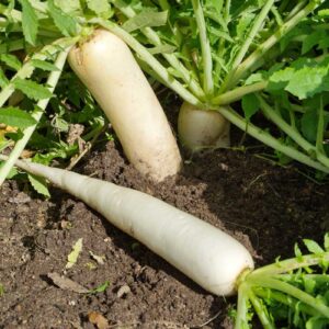 Daikon Radish – Driller