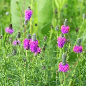 Purple Prairie Clover