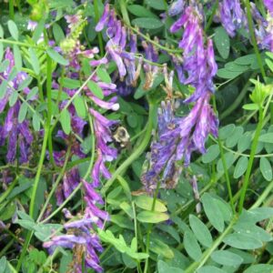 Hairy Vetch VNS